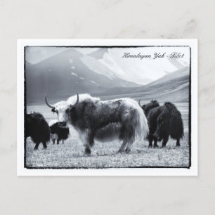 Yaks, Himalaya, bernomads Ladakh/Yak Tibet Briefkaart