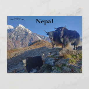 Yaks in Nepal Briefkaart