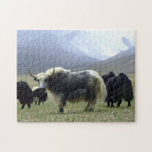 Yaks, Nomads of Himalayas - Tibet/Yak Ladakh Legpuzzel