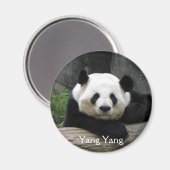 Yang Yang Panda Magnet Magneet (Voorkant / Achterkant)