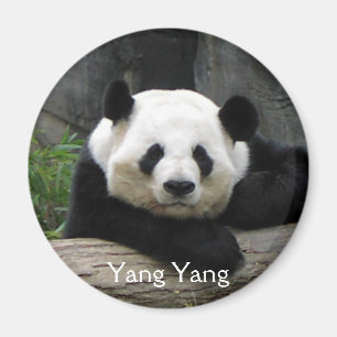 Yang Yang Panda Magnet Magneet