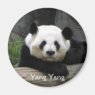 Yang Yang Panda Magnet Magneet