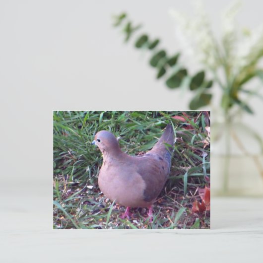 Yard Dove 1 Briefkaart (Staand voorkant)