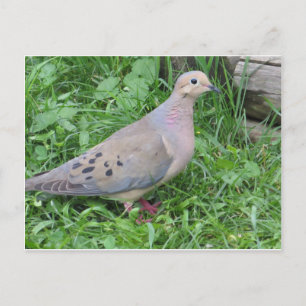 Yard Dove Briefkaart