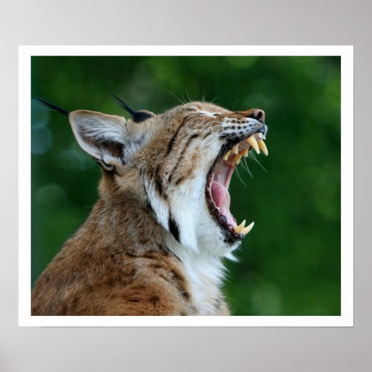 Yawning Bobcat Poster (Voorkant)