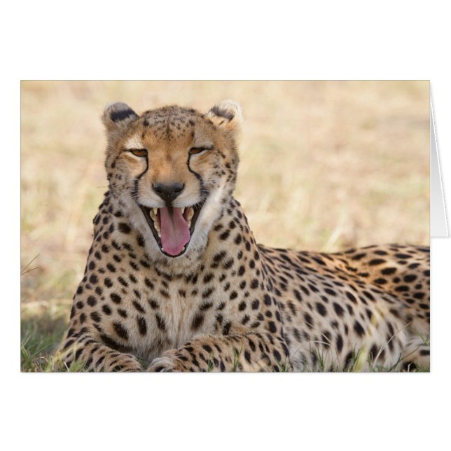 Yawning Cheetah (Voorkant Horizontaal)