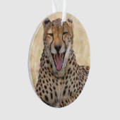 Yawning Cheetah (devant)