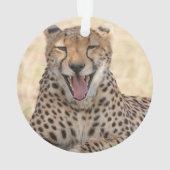 Yawning Cheetah (dos)