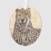 Yawning Cheetah (devant)