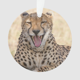 Yawning Cheetah