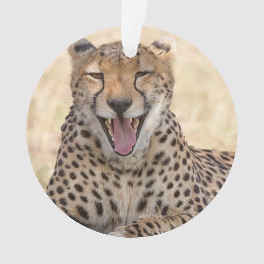 Yawning Cheetah (devant)