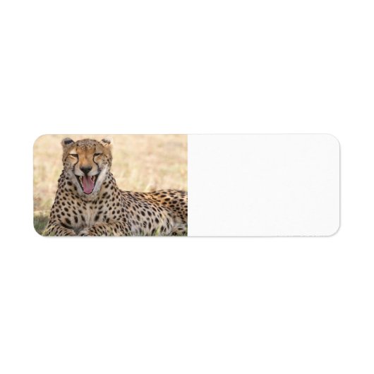 Yawning Cheetah Etiket (Voorkant)