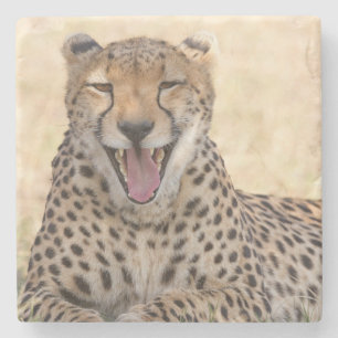 Yawning Cheetah Stenen Onderzetter