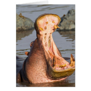 Yawning hippo, Tanzanie
