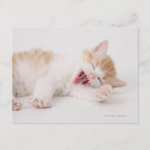 Yawning Kitten op de witte achtergrond. Briefkaart