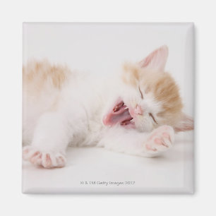 Yawning Kitten op de witte achtergrond. Magneet