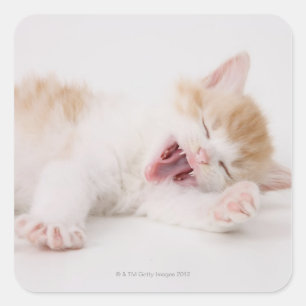 Yawning Kitten op de witte achtergrond. Vierkante Sticker