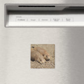 Yawning Prairie Dog Magnet (In Situ (Lave-vaisselle))
