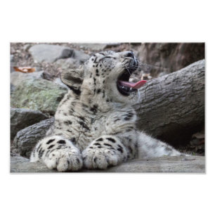 Yawning Snow Leopard Cub Foto Afdruk