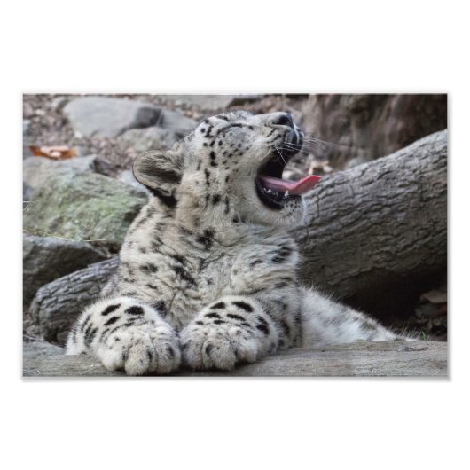 Yawning Snow Leopard Cub Foto Afdruk (Voorkant)