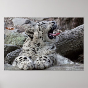 Yawning Snow Leopard Cub Poster