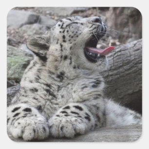 Yawning Snow Leopard Cub Vierkante Sticker