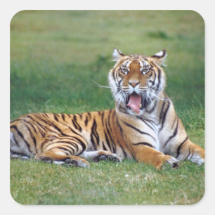Yawning Tiger Vierkante Sticker