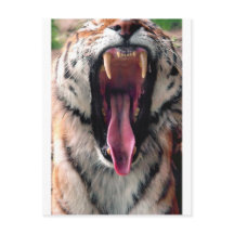 Yawning tijger 2