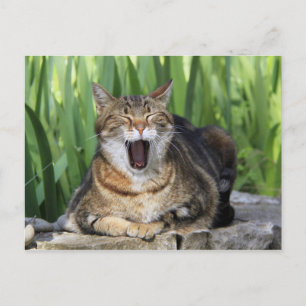 Yawning Tired Kitty Cat Cute Fun Briefkaart