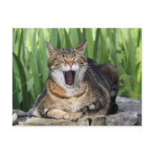 Yawning Tired Kitty Cat Cute Fun Briefkaart