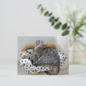 Yawning Tired Kitty Chat jolie carte postale (Debout devant)