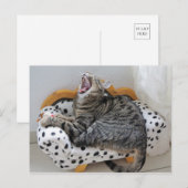 Yawning Tired Kitty Chat jolie carte postale (Devant / Derrière)