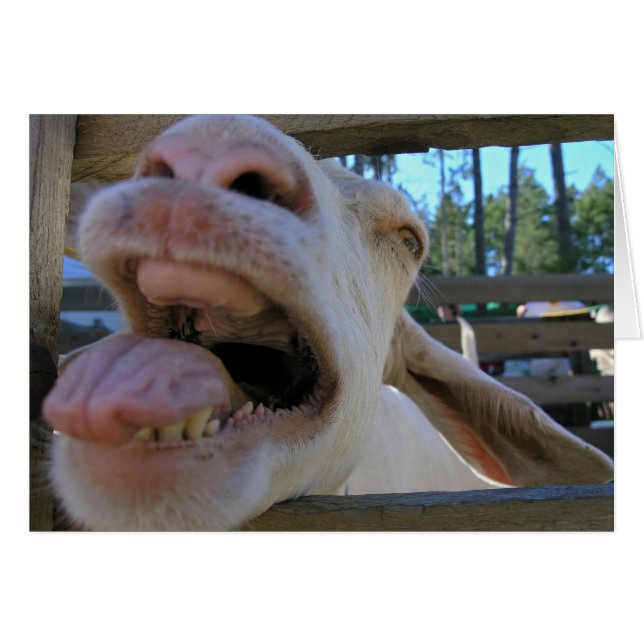 Yee Haw Goat - kaarten (Voorkant Horizontaal)