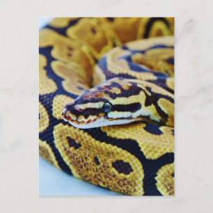 Yellow and Black Ball Python Resting Briefkaart