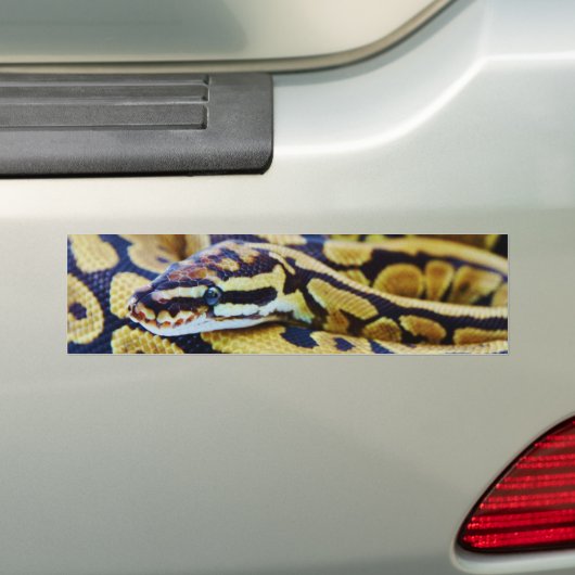 Yellow and Black Ball Python Resting Bumpersticker (Op auto)