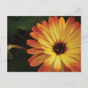 Yellow and Orange Pot Marigold Briefkaart