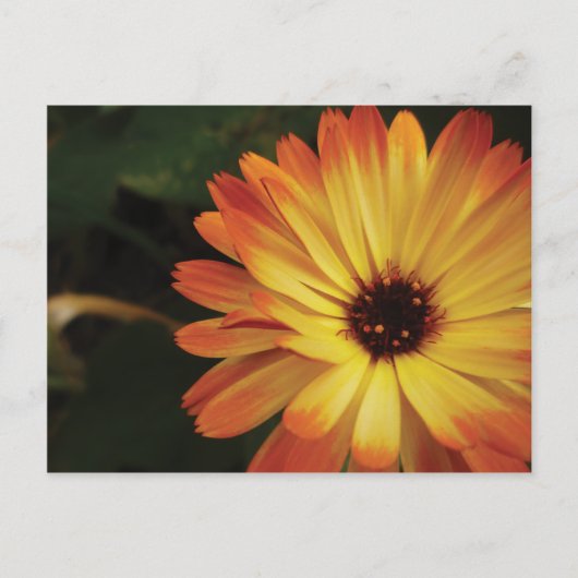 Yellow and Orange Pot Marigold Briefkaart (Voorkant)