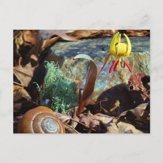 Yellow and Plum Trout Lily en Snagel Shell Briefkaart (Voorkant)