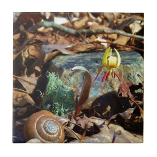 Yellow and Plum Trout Lily en Snagel Shell Tegeltje