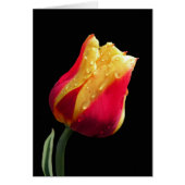 Yellow And Red Tulip (Voorkant)