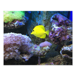 Yellow Angelfish Foto Afdruk