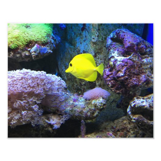 Yellow Angelfish Foto Afdruk (Voorkant)