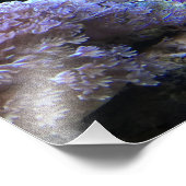 Yellow Angelfish Foto Afdruk (Hoek)