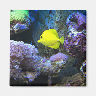 Yellow Angelfish Magneet