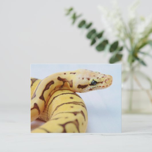 Yellow Ball Python dicht Briefkaart (Staand voorkant)