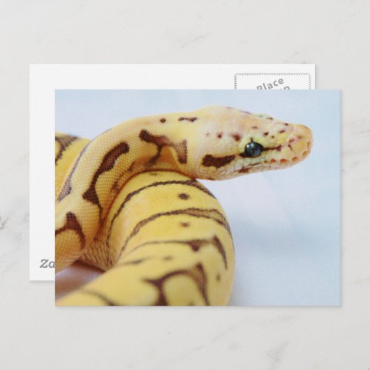 Yellow Ball Python dicht Briefkaart (Voorkant / Achterkant)
