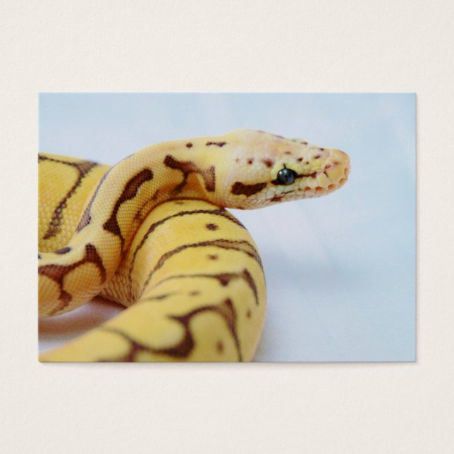 Yellow Ball Python dicht Visitekaartje (Voorkant)