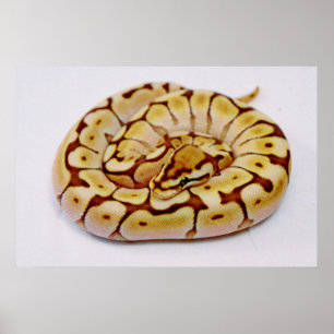 Yellow Ball Python echt dicht Poster