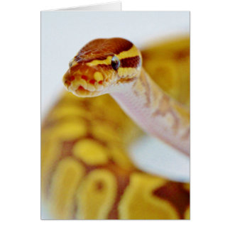 Yellow Ball Python Head
