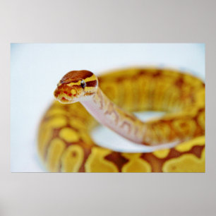 Yellow Ball Python Poster